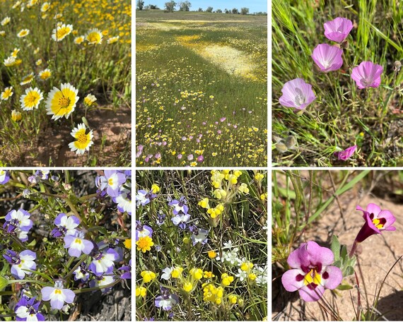 Prairie City SVRA (vernal pools flowers)