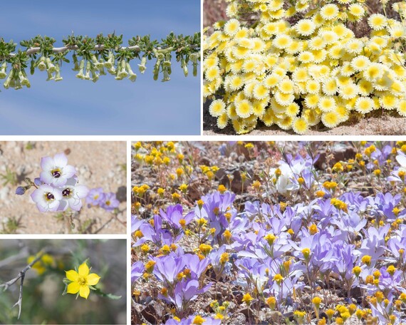 Red Rock Canyon SP (flower collage)