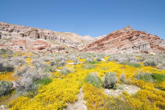 Red Rock Canyon SP (gold fields)