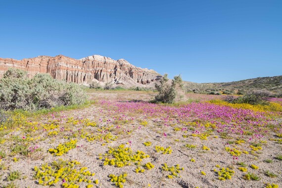 Red Rock Canyon SP (Red Cliffs)