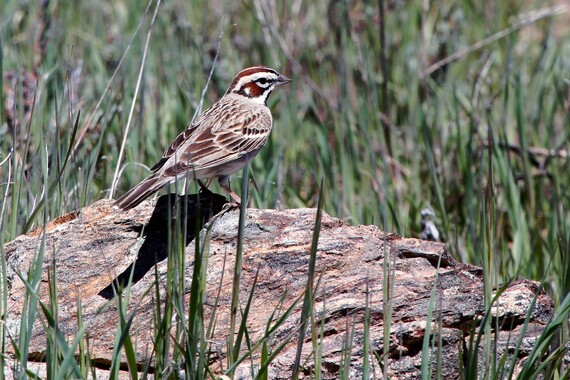 Cuyamaca Rancho SP (Lark sparrow)