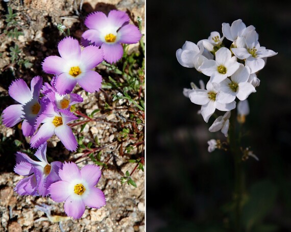 Cuyamaca Rancho SP (flower collage)