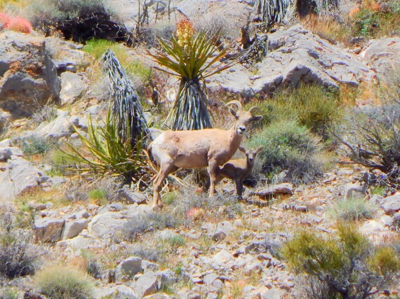 Providence Mountains SRA (Bighorn sheep ewe and lamb)