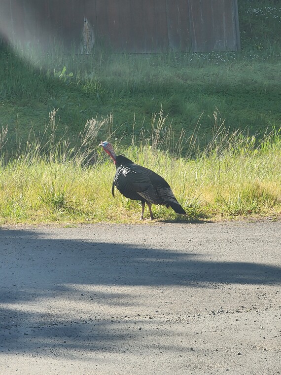 Angel Island SP (turkey)