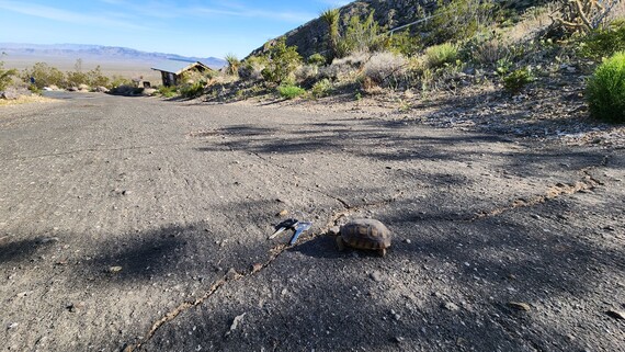 Providence Mountains SRA (Desert tortoise next to keys)