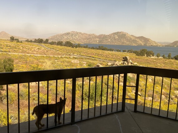 Lake Perris SRA (bobcat with view)