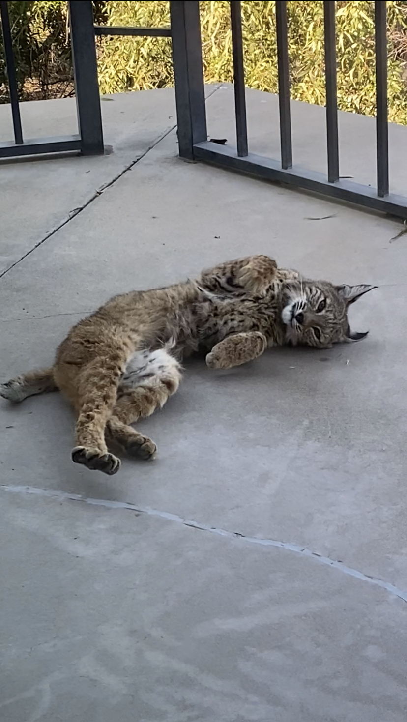 Lake Perris SRA (cute bobcat)