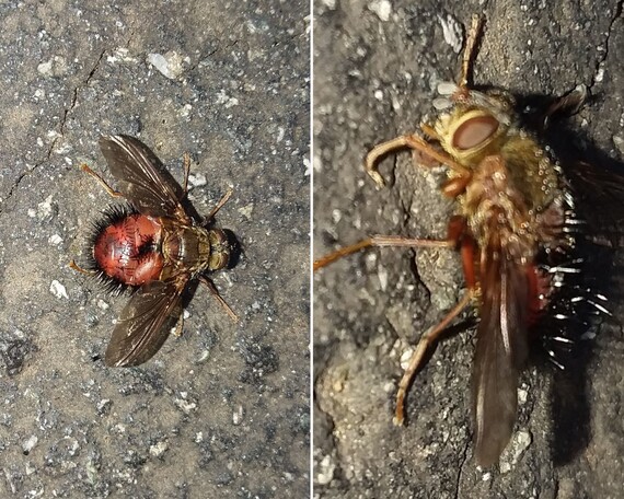 Portola Redwoods SP (techinid fly)