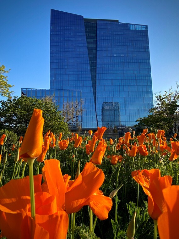 CA Natural Resources Building (CA poppies)