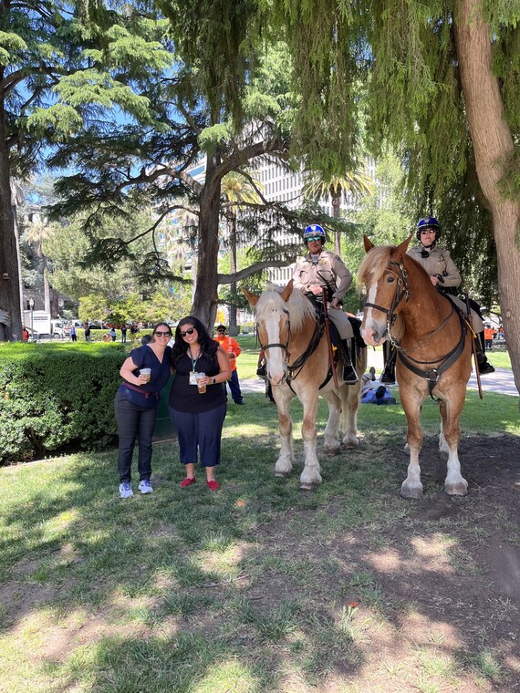 CHP Horses