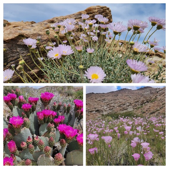 Mojave aster, beavertail cactus, alkali mariposa lily