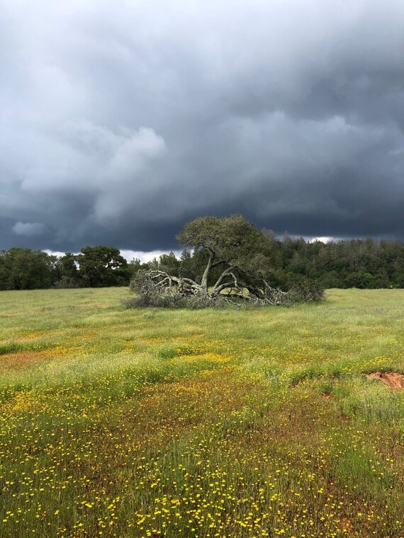 Trione-Annadel SP (goldfield flowers)