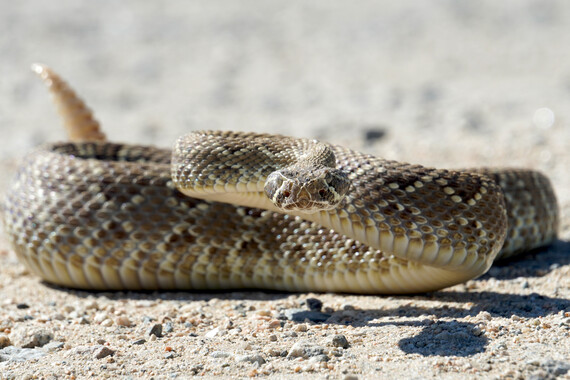 Saddleback Butte SP (mojave rattlesnake)