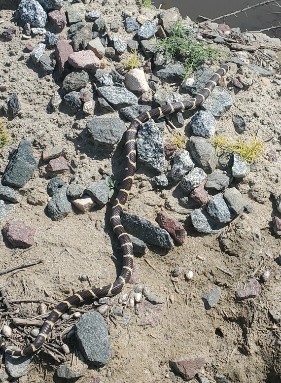 Colonel Allensworth SHP (California king snake)