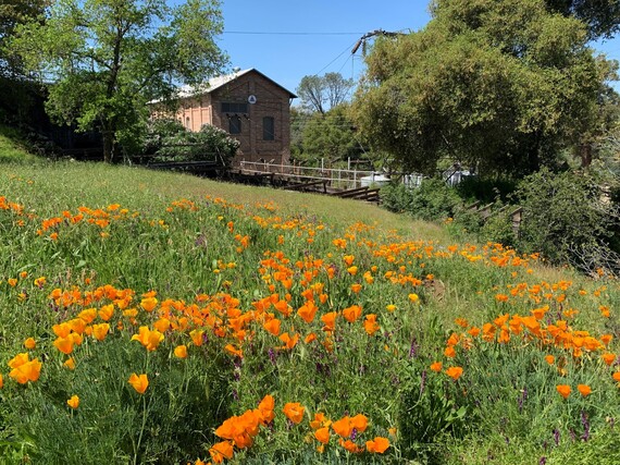 Folsom Historic Powerhouse SHP_PH Poppies