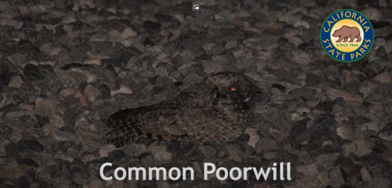 Providence Mtns SRA (Common poorwell video)