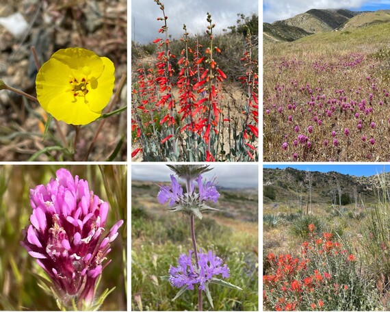Hungry Valley SVRA (flowers collage 1)