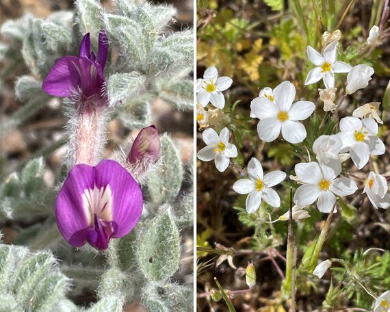 Hungry Valley SVRA (flowers collage 2)