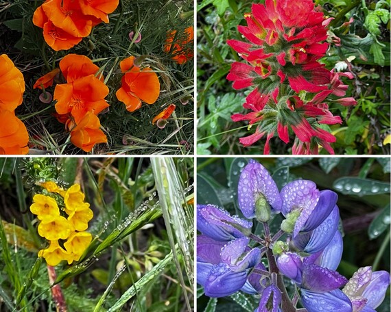 Montana de Oro SP (flower collage)