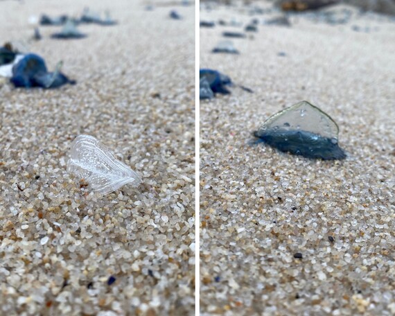 Asilomar SB (By-the-wind sailor jellyfish)