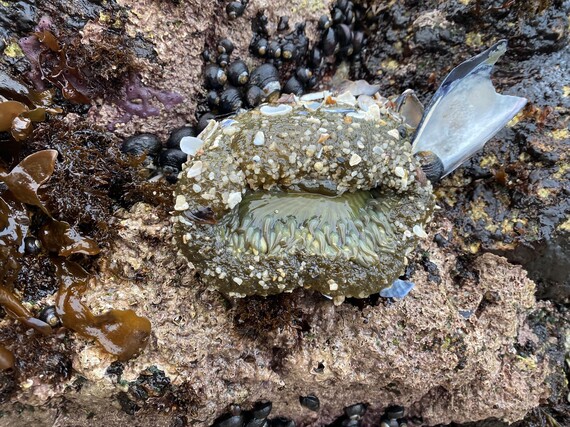 Asilomar SB (Sea anemones)