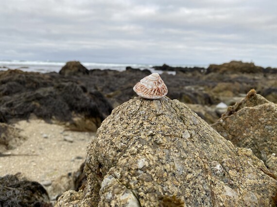 Asilomar SB (seashell)