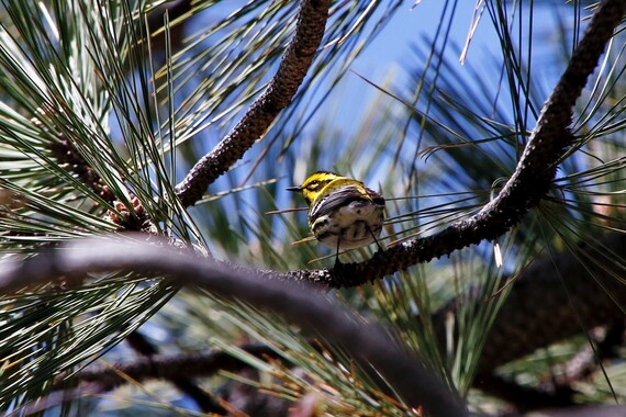 Cuyamaca Rancho SP (Townsend's warbler)