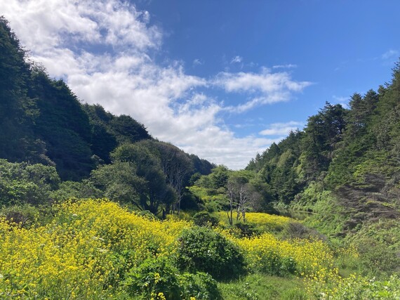 Sinkyone Wilderness SP (lost coast trail)
