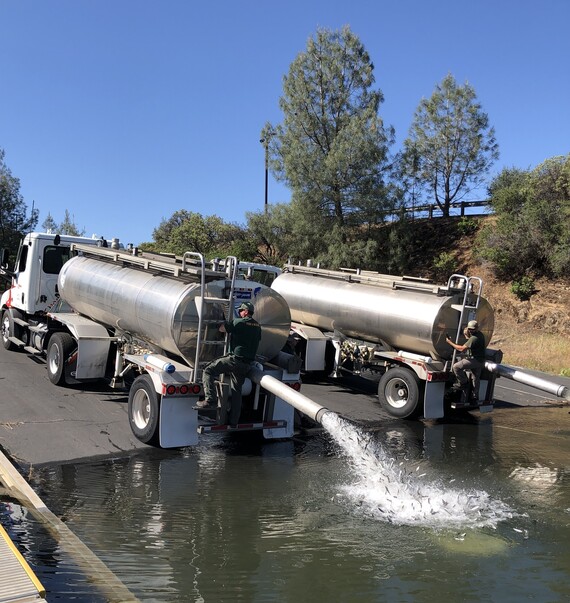 Lake Oroville SRA_fish plant