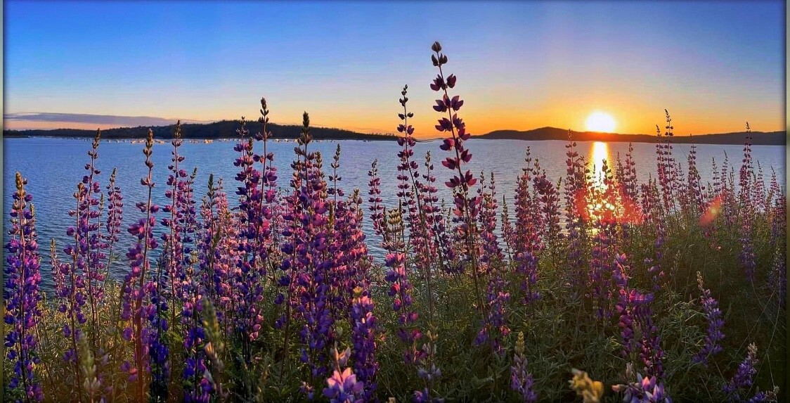 Lake Oroville SRA_lupine sunset