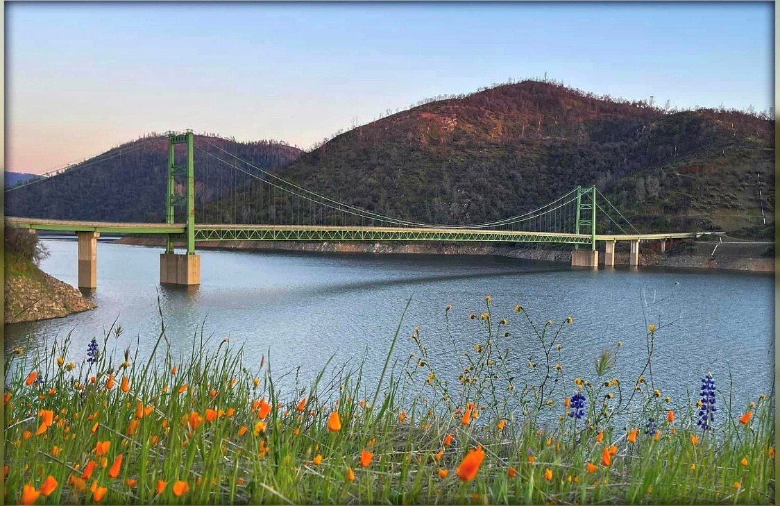 Lake Oroville SRA_poppies