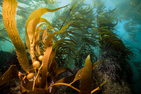 kelp