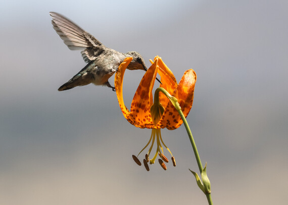 Cuyamaca Rancho SP (Anna's hummingbird)
