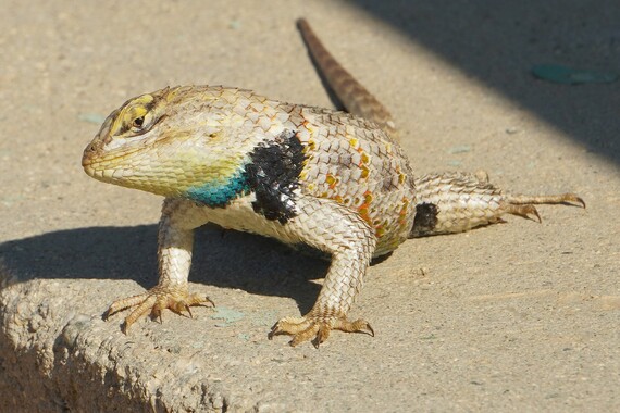 Antelope Valley Indian Museum SHP_Yellow-backed spiny lizard