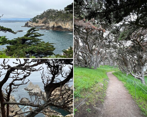 Point Lobos SNR (outdoor collage)