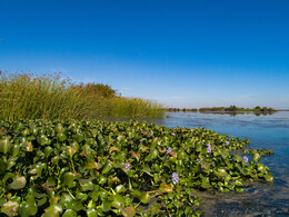 Water hyacinth at Lookout Slough