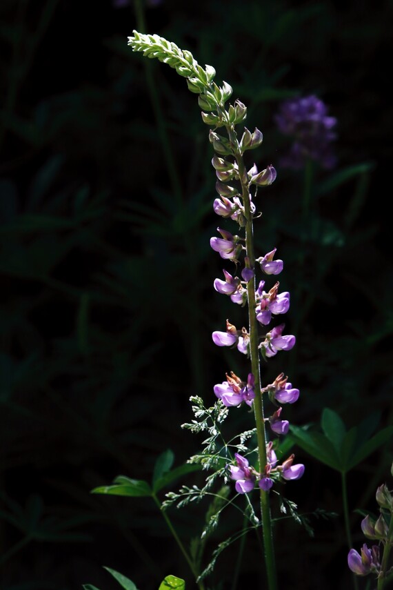 Cuyamaca Rancho SP (Lupine)