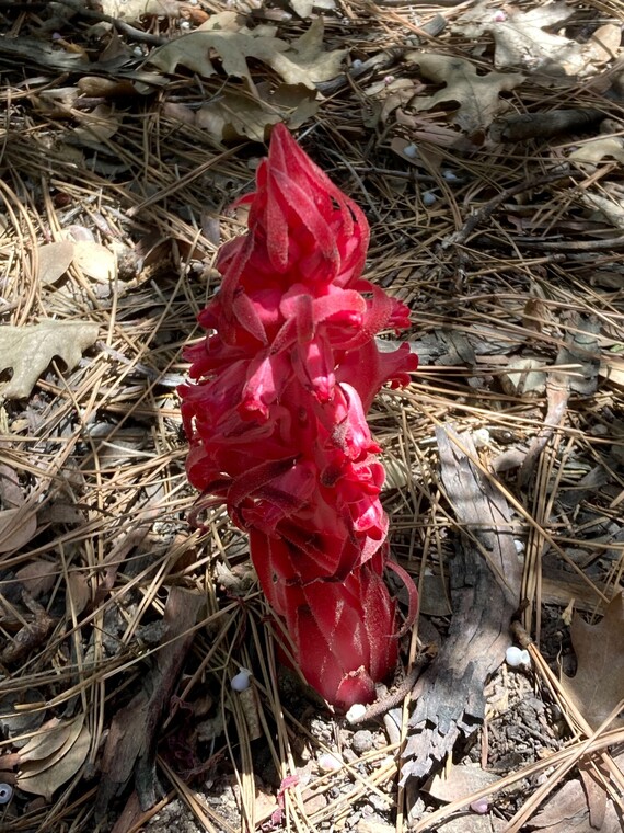 Mount San Jacinto SP (Snow plant)