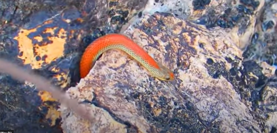 Providence Mountains SRA (Variable groundsnake)