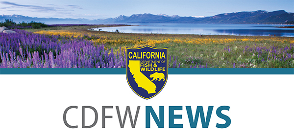 at top a lake, mountains in background with field of flowers in foreground and the CDFW logo and CDFW News at bottom