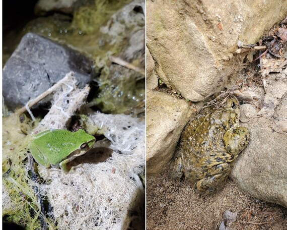 Malibu Creek SP_frog collage