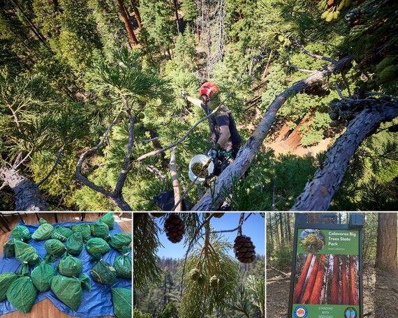 Calaveras Big Trees SP_giant sequoia seed collection collage