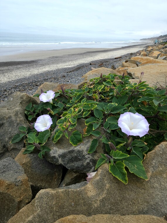 Torrey Pines SNR (jimson weed)