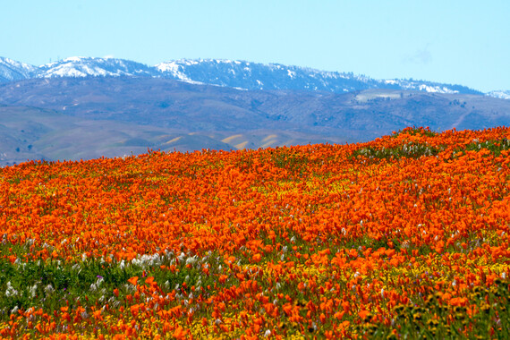 Antelope Valley CA Poppy Reserve SNR (Poppies and Snow)