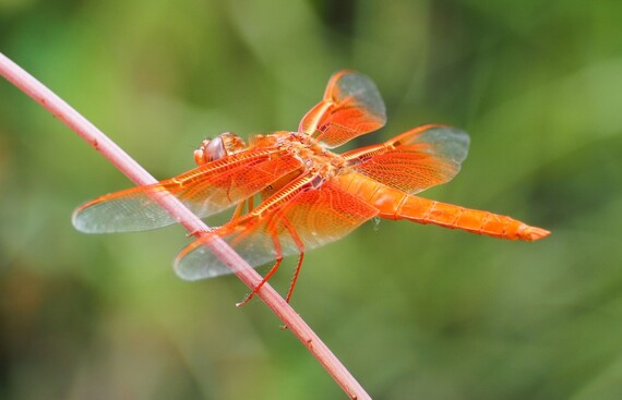 Columbia SHP (Flame skimmer)