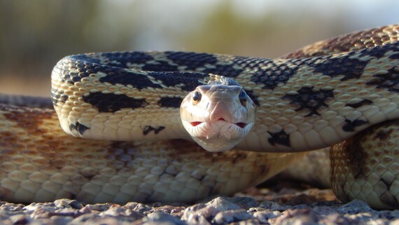 Providence Mountains SRA (Gophersnake)