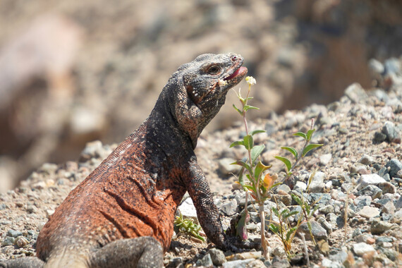 Red Rock Canyon SP (Chuckwalla)