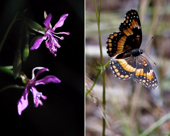 Cuyamaca Rancho SP (flower and butterfly collage)