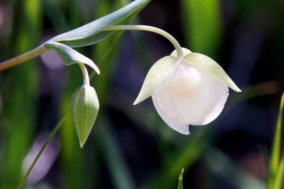 Cuyamaca Rancho SP (Fairy lantern)