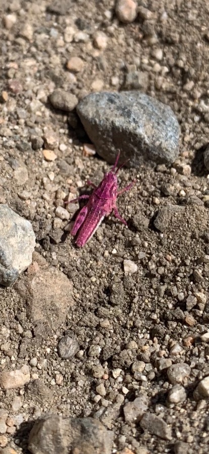 Hungry Valley SVRA (Pink grasshopper) 